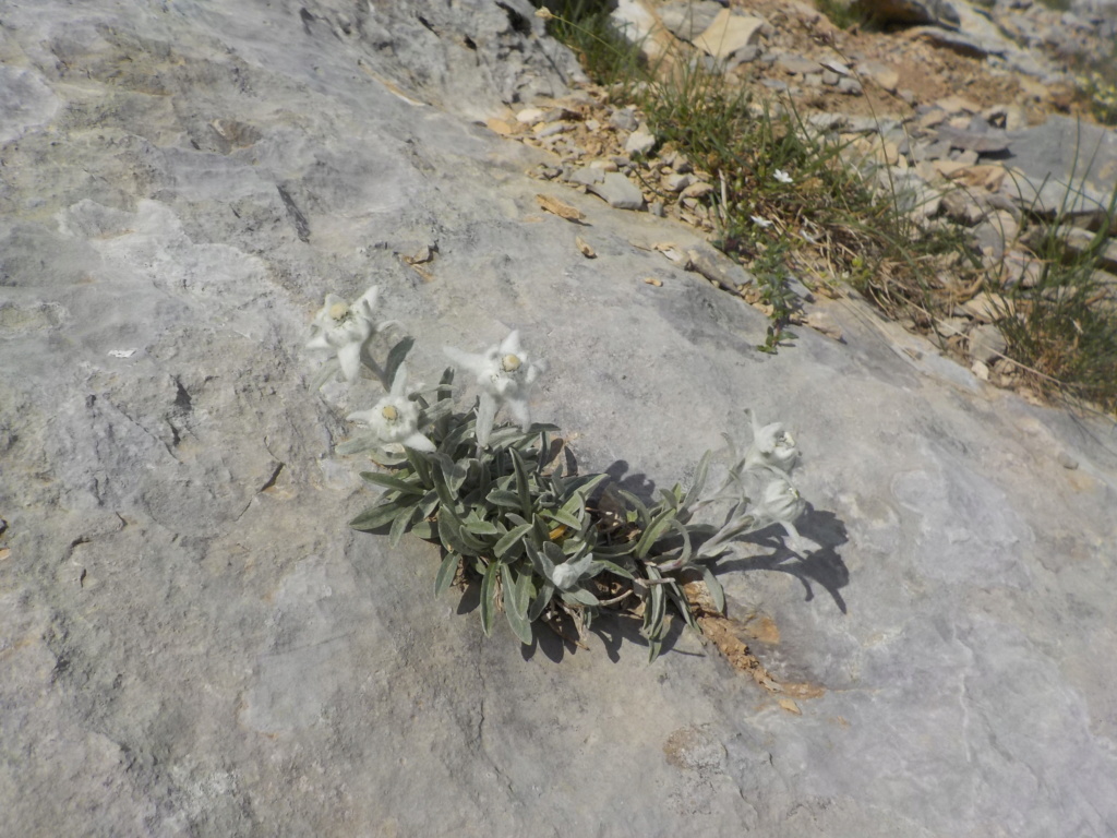 Vacances dans l'Ubaye : Chapitre 2 Le Gendarme Trifide Dscn5036