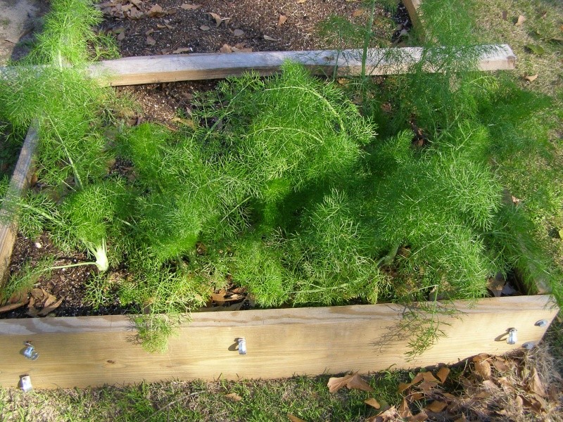 Fennel P2023411