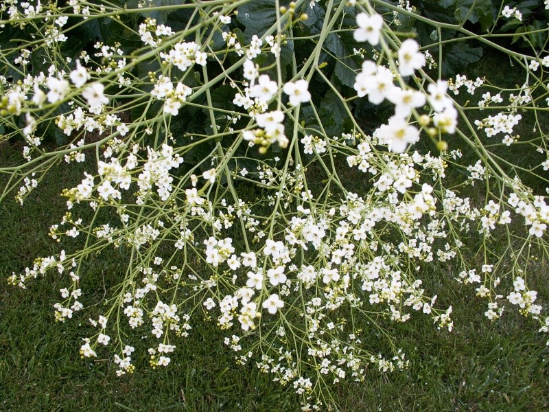 Crambe cordifolia [devinette]  Jardin10