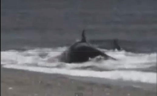 VIDEO ΣΟΚ: Φάλαινα καταπίνει άνθρωπο!!! Isiiii34
