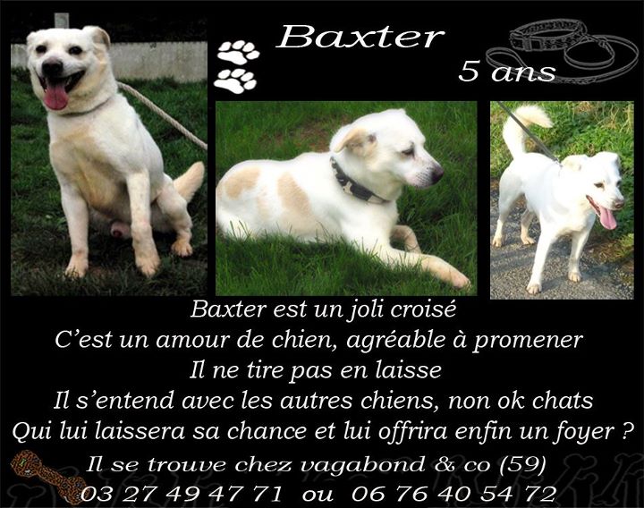 LES URGENCES DU 25 MARS "chiens " Baxter10