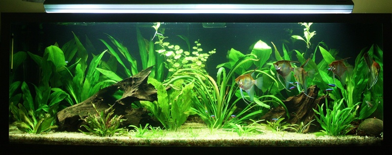 350l biotope amazonien - Page 5 00211