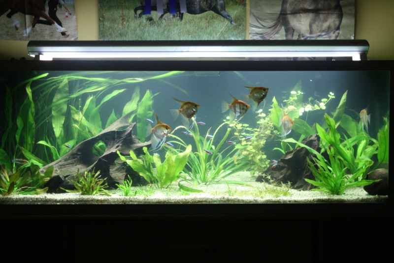 350l biotope amazonien - Page 4 02710