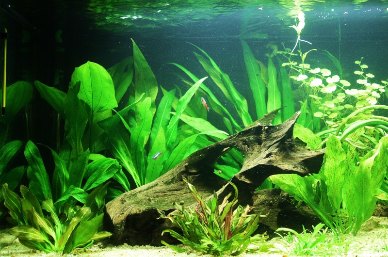 350l biotope amazonien - Page 5 02910