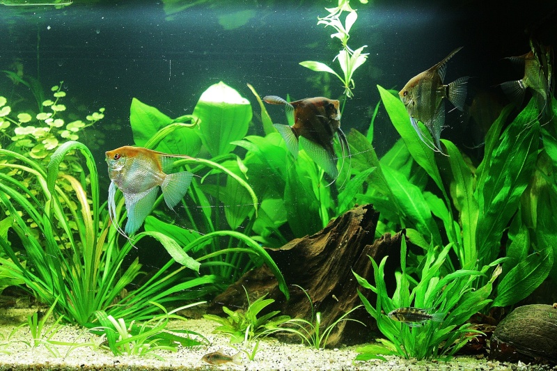 350l biotope amazonien - Page 5 03410