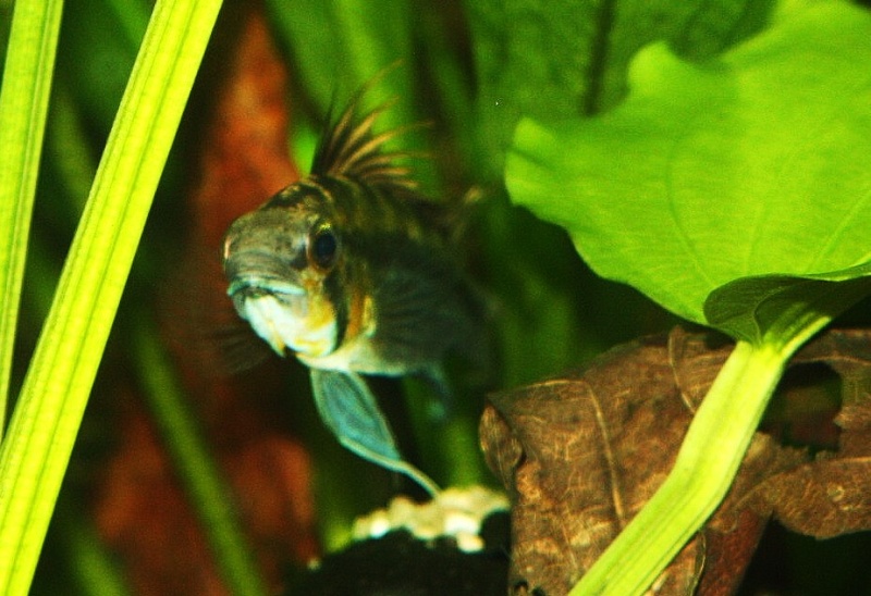 350l et apistogramma bitaeniata sauvage 06710