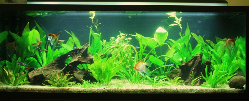 350l biotope amazonien - Page 4 16410