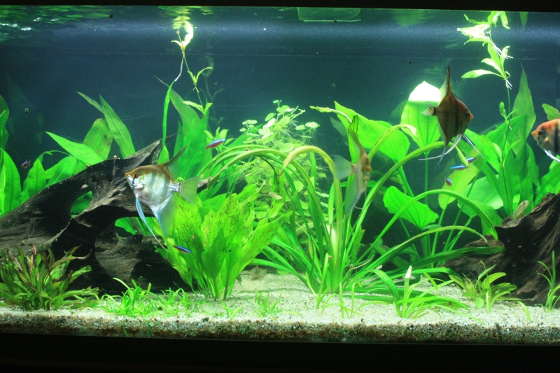 350l biotope amazonien - Page 4 17310