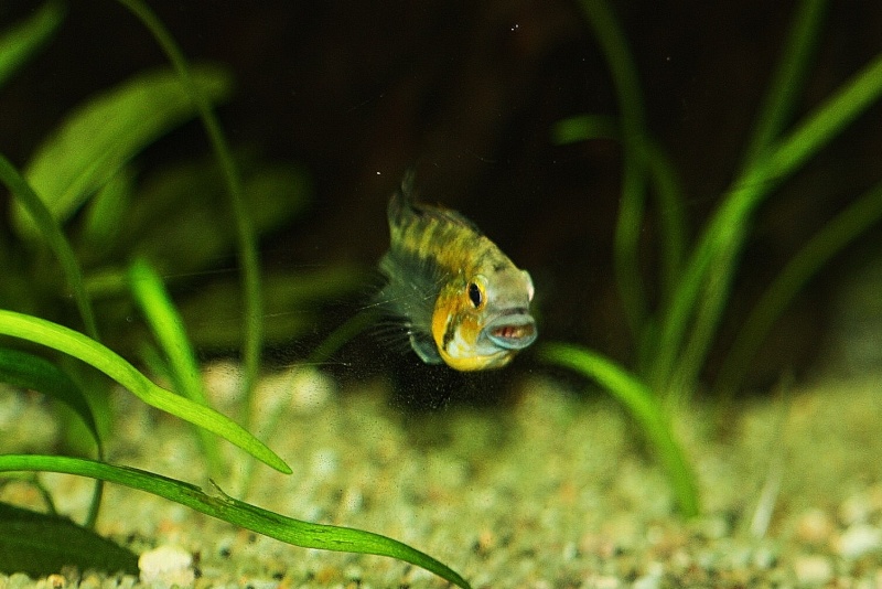 350l et apistogramma bitaeniata sauvage 20810