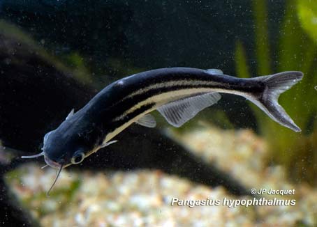 Liste de poissons peu adaptés à nos aquariums Pangas10