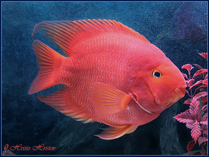 Liste de poissons peu adaptés à nos aquariums Red_pa10