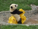 Avez-vous déjà entendu parler de google panda ? Alt+s Panda310