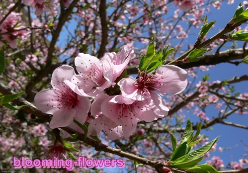 blooming-flowers