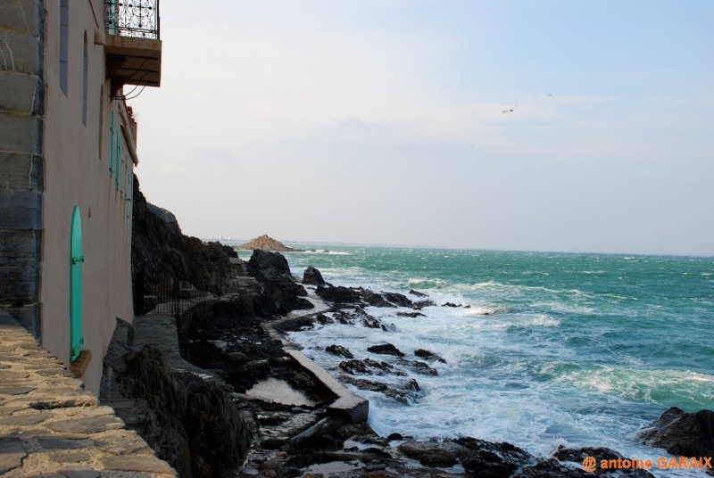 Collioure (66) Dsc_2738