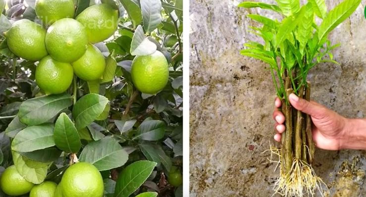 How to propagate lemon tree from  lemon tree cuttings  Mimo_l10