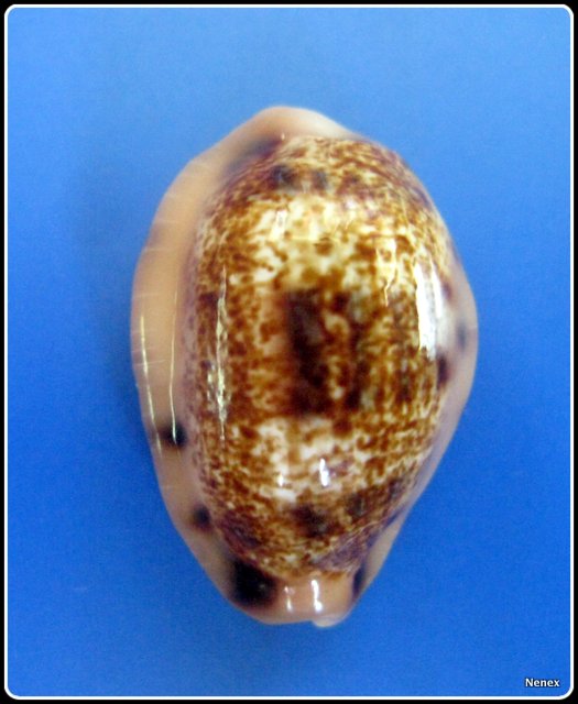 Erronea caurica samoensis Lorenz, 2002 Img_0042