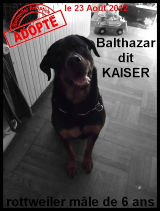 Rottweiler - BALTHAZAR dit KAISER - rottweiler - mâle Baltha10