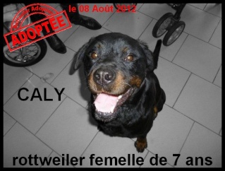 Rottweiler - CALY - rottweiler - femelle Caly10