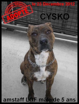 CYSCO - staff LOF - mâle Cyskos10
