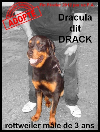 Rottweiler - DRACULA dit DRAK - rottweiler - mâle Drack10