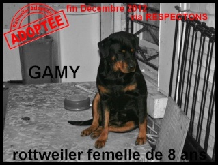 Rottweiler - GAMY - rottweiler - femelle Gamy10