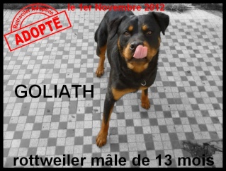 GOLIATH - rottweiler - mâle Goliat10