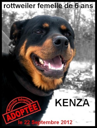 femelle - KENZA - rottweiler - femelle Kenza10