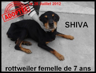 femelle - SHIVA - rottweiler - femelle Shiva11