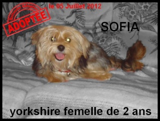 femelle - SOPHIA - yorkshire - femelle Sophia10
