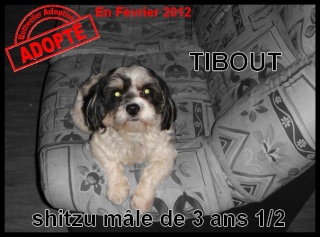 TIBOUT - shitzu - mâle Tibout10