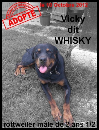 VICKY dit WHISKY - rottweiler - mâle Whisky10