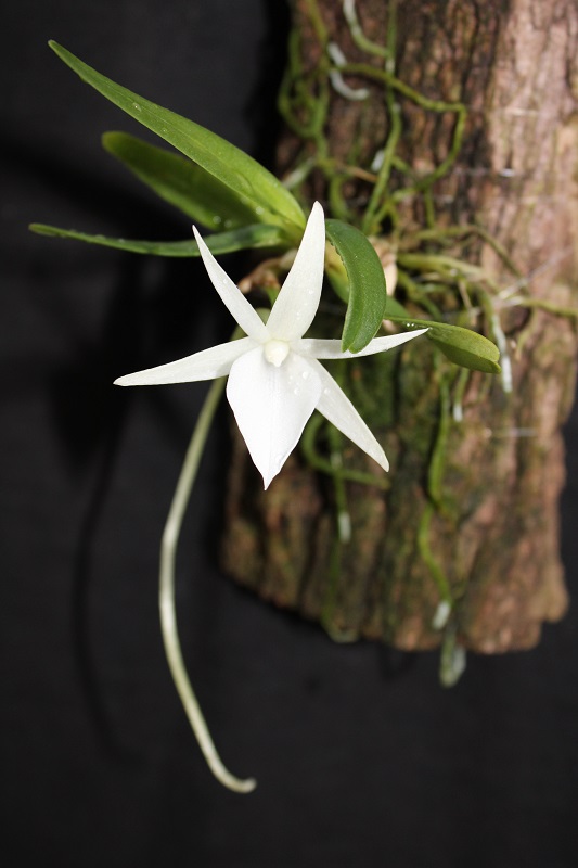 Angraecum breve Angrae10