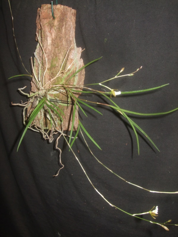 Encyclia subulatifolia Encycl26