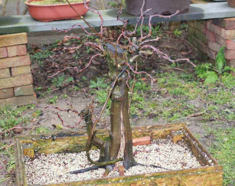 limited options for Carpinus Betulus  - Page 2 2013-023