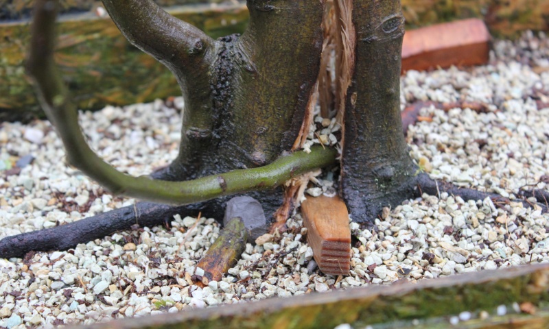 limited options for Carpinus Betulus  - Page 2 2013-024