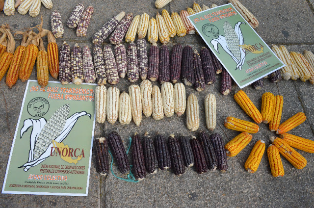 Monsanto Assault Meets Aztec Resistance ! Help save our native corn species from extinction! Cornfi20
