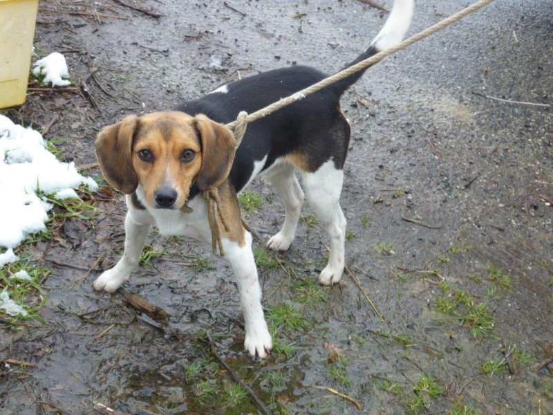 Jeune Beagle trouvé dans le 65 cherche adoptants ou FA URGENT Beagle10