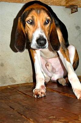 Gaston croisé anglo français ou beagle harrier ... un longue z'oreille dans le 40 Gaston12