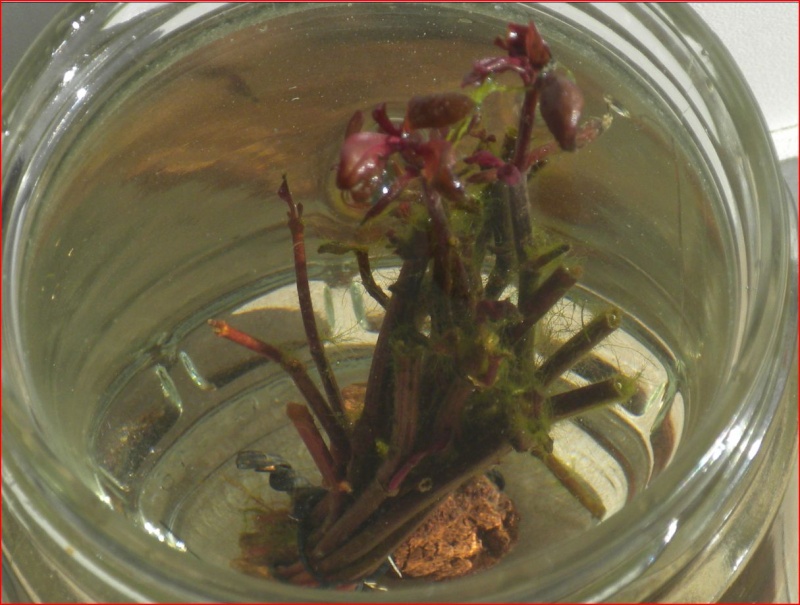 Ludwigia Glandulosa Perennis Captur14