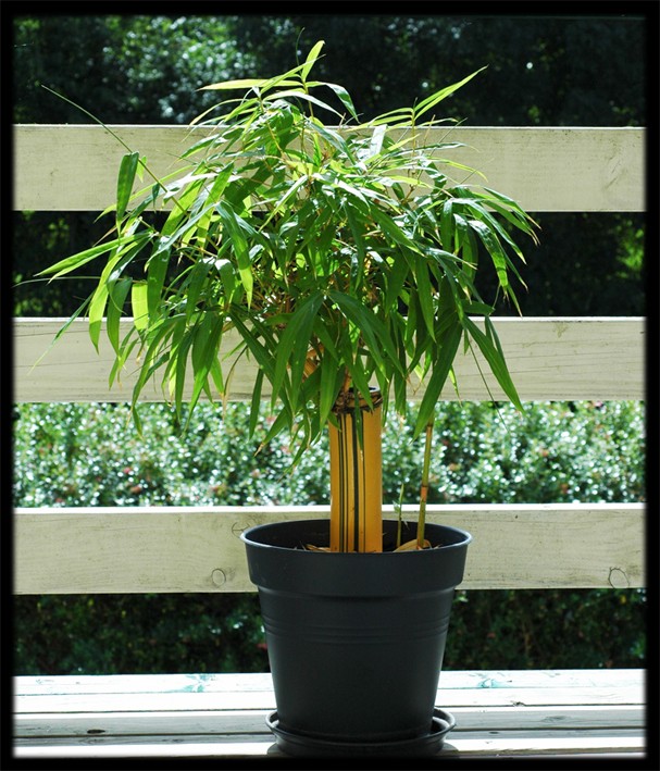 Bambusa vulgaris striata Bambus12
