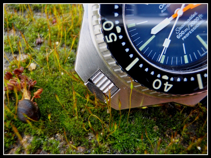 suite de ma quête "montres Cousteau" P2100113