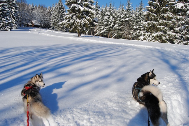 Husky Sibérien - Page 3 Dsc_0211