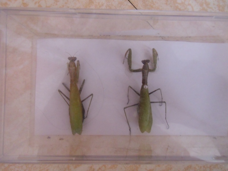  présentations de vos collections d'insectes Cimg0236