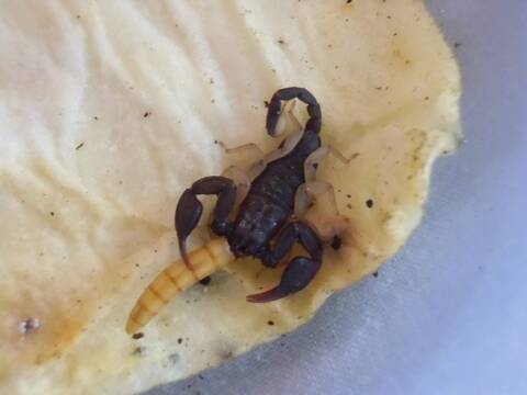Le Festin De Bebe Scorpion