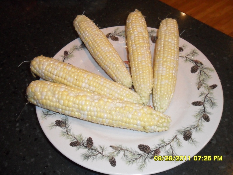 growing corn Gina_s10
