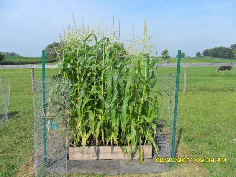 growing corn May_1_10