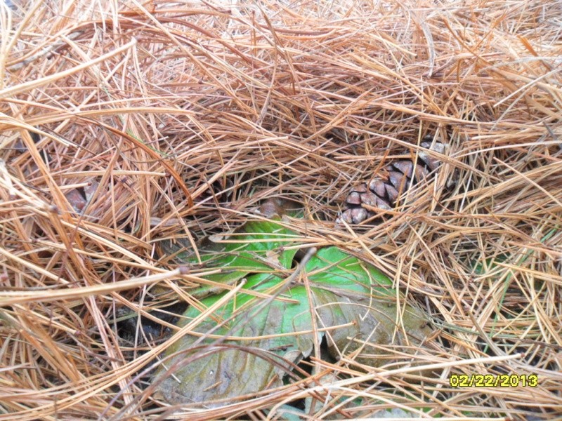 strawberries - 2012 pictures of Birth of new strawberry bed through 1st renovation Sleepi10