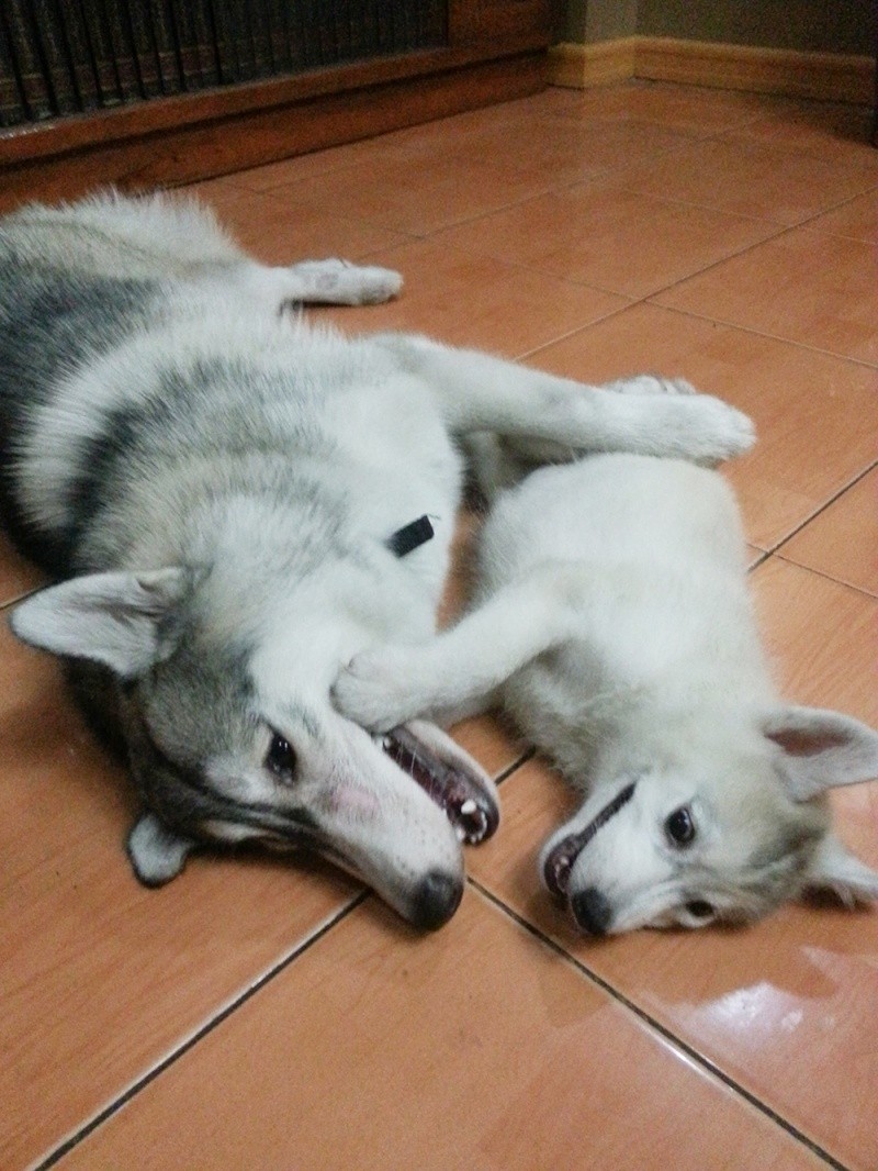 Raven and Erika, My Huskies :) 2013-011