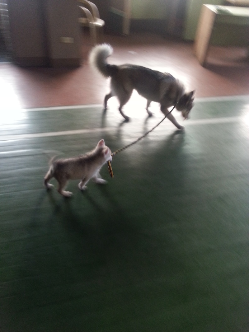 Raven and Erika, My Huskies :) 2013-012