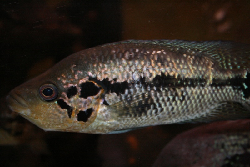 parachromis - Parachromis sp Honduras Poiss211